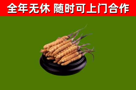 安居烟酒回收冬虫夏草.jpg